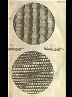 Hooke Micrographia image